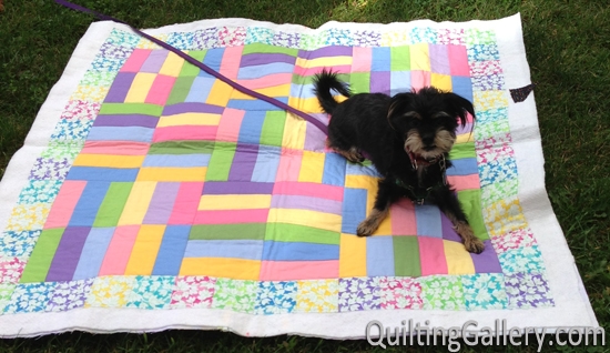 Milo with the Jelly Roll Jam quilt